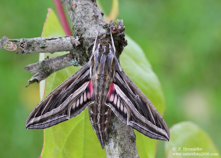 lišaj révový, Hippotion celerio (Motýli, Lepidoptera)